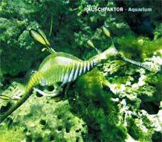"Rauschfaktor" veröffentlichen Debutalbum "Aquarium"