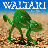 Die Finnen kommen! Waltari gehen demnächst auf Tour!